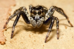 Asaphobelis physonychus