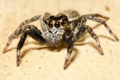 Asaphobelis physonychus