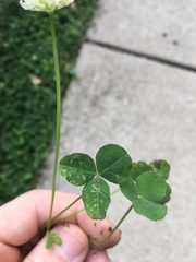 Trifolium repens