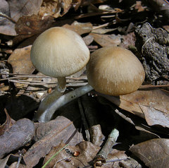 Psathyrella pseudovernalis