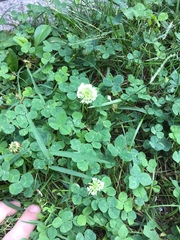 Trifolium repens