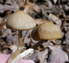 Psathyrella pseudovernalis