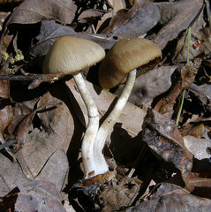 Psathyrella pseudovernalis