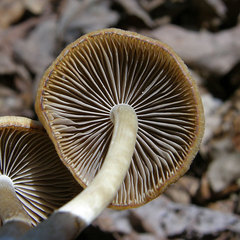 Psathyrella pseudovernalis