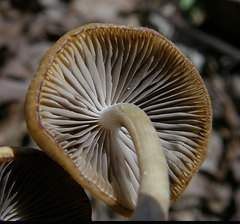 Psathyrella pseudovernalis