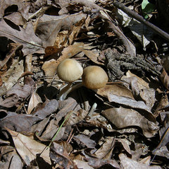 Psathyrella pseudovernalis