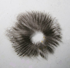 Psathyrella pseudovernalis
