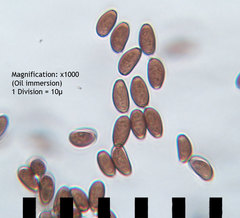 Psathyrella pseudovernalis