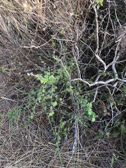 Ribes divaricatum pubiflorum