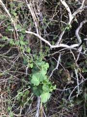 Ribes divaricatum pubiflorum