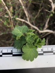 Ribes divaricatum pubiflorum