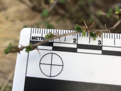 Ribes divaricatum pubiflorum