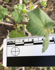 Ribes divaricatum pubiflorum