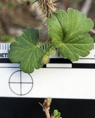 Ribes divaricatum pubiflorum