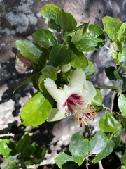 Hibiscus insularis