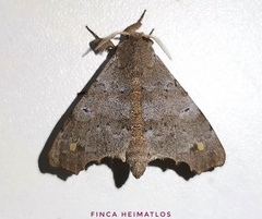 Olceclostera magniplaga
