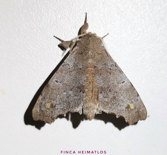 Olceclostera magniplaga