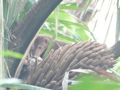 Crossarchus platycephalus