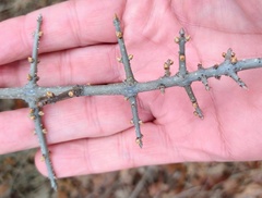 Forestiera pubescens