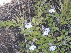 Lobelia nana