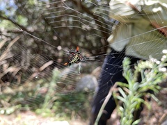 Gasteracantha westringi
