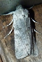 Lithophane laceyi
