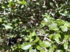 Gasteracantha westringi