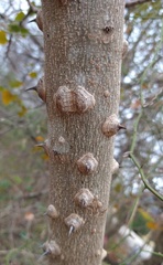 Zanthoxylum clava-herculis