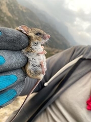 Peromyscus boylii