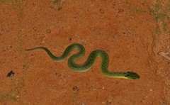 Erythrolamprus typhlus