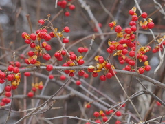 Celastrus orbiculatus