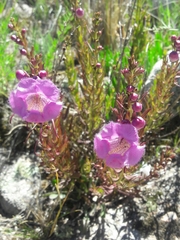 Agalinis genistifolia