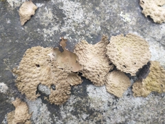 Lasallia pensylvanica