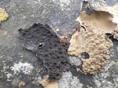 Lasallia pensylvanica