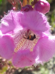 Agalinis genistifolia