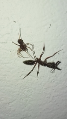 Odontomachus chelifer