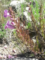 Agalinis genistifolia