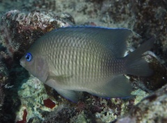 Plectroglyphidodon johnstonianus