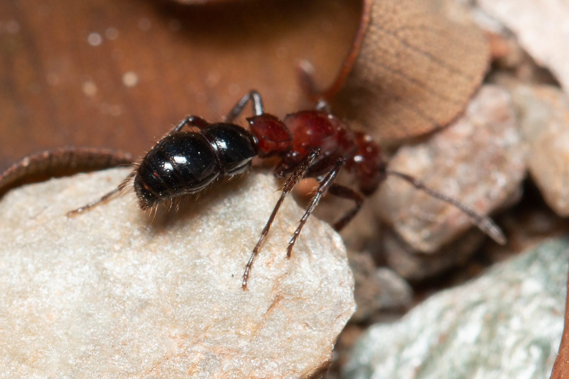 Lioponera picta