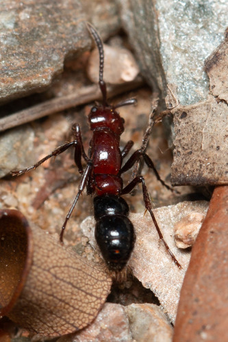 Lioponera pictaLioponera picta