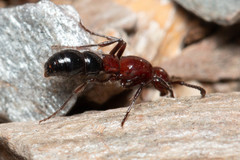 Lioponera picta