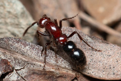 Lioponera picta