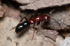 Lioponera picta