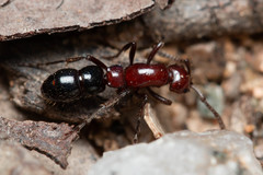 Lioponera picta