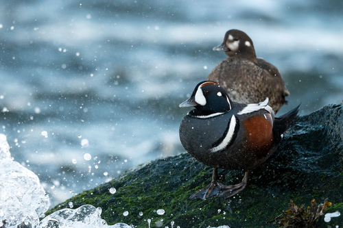 Harlequin Duck, photo 3 of 8