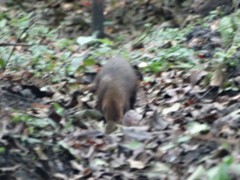 Crossarchus platycephalus