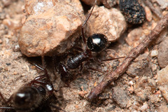 Melophorus hirsutus