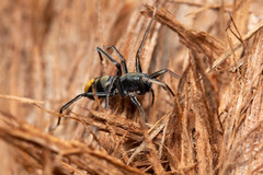 Nyssus