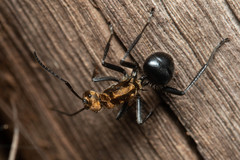 Polyrhachis semiaurata