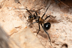 Polyrhachis semiaurata